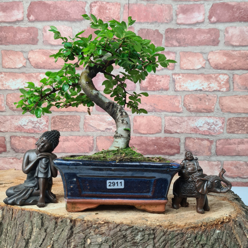 Chinese Elm (Ulmus Parvifolia) Bonsai Tree | Shaped | In 15cm Pot