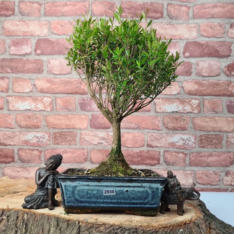 Brush Cherry (Syzygium) Bonsai Tree | Broom | In 20cm Pot