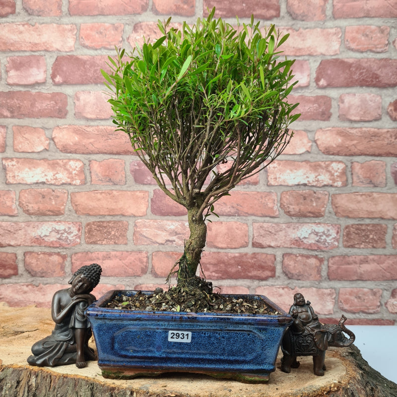 Brush Cherry (Syzygium) Bonsai Tree | Broom | In 20cm Pot