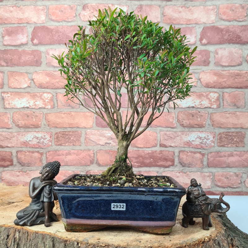 Brush Cherry (Syzygium) Bonsai Tree | Broom | In 20cm Pot