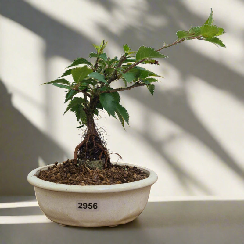 Fuji Cherry (Prunus Incisa) Kojo-no-mai Starter Bonsai Tree | Informal | In 12cm Pot