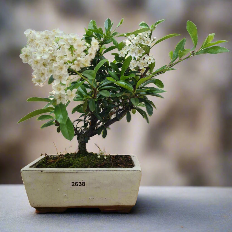 Firethorn (Pyracantha) Bonsai Tree | Broom | In 15cm Pot