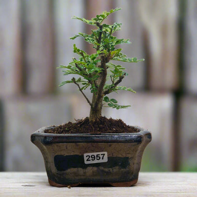 Indoor and Outdoor Bonsai Trees Collection