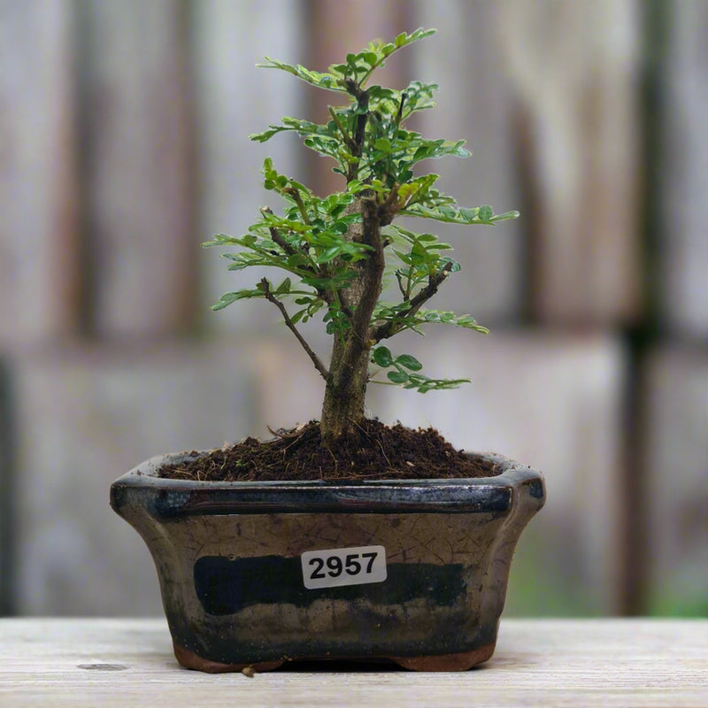 Chinese Pepper (Zanthoxylum Pipertum) Bonsai Tree | Upright | In 12cm Pot