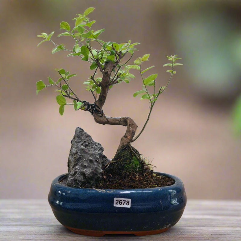 Bird Plum (Sageretia) Bonsai Tree | Shaped | In 20cm Pot With Rock