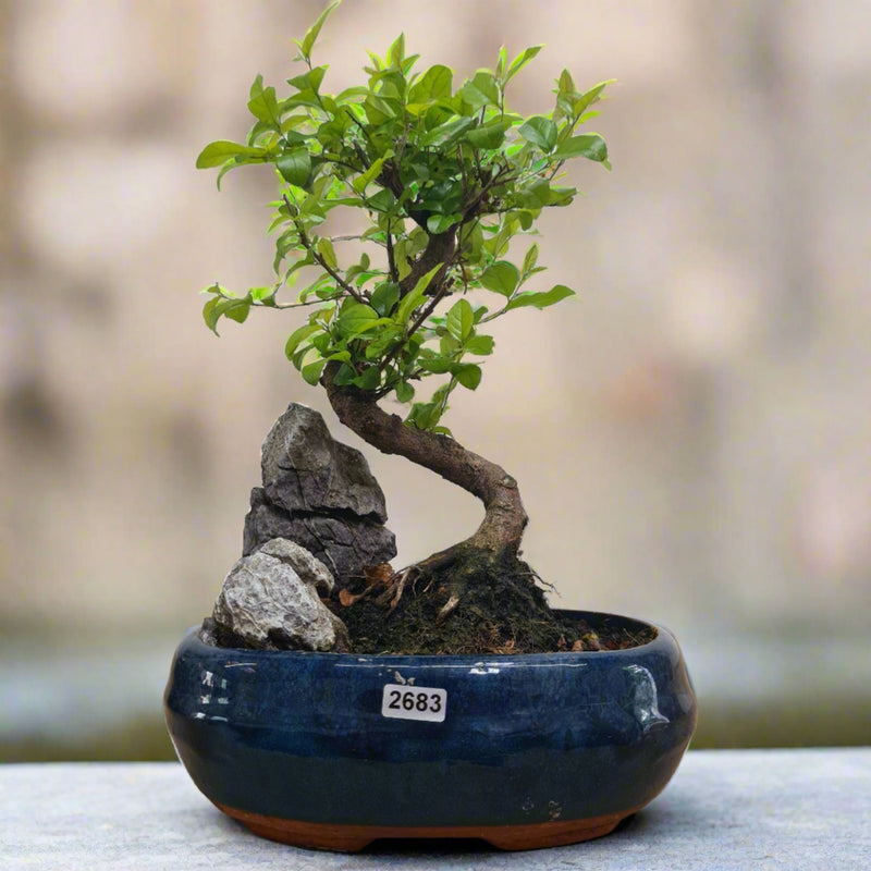 Bird Plum (Sageretia) Bonsai Tree | Shaped | In 20cm Pot With Rock