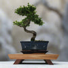 Premium Handcrafted Hardwood Bonsai Stand | Mahogany | Water Resistant | Various Sizes