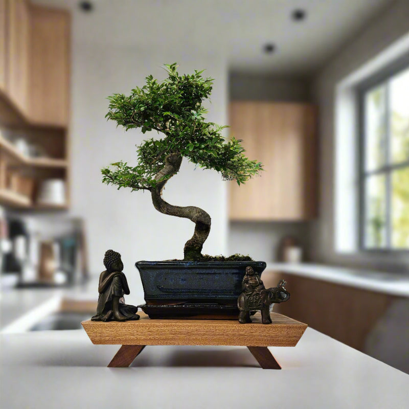 Premium Handcrafted Hardwood Bonsai Stand | Mahogany | Water Resistant | Various Sizes