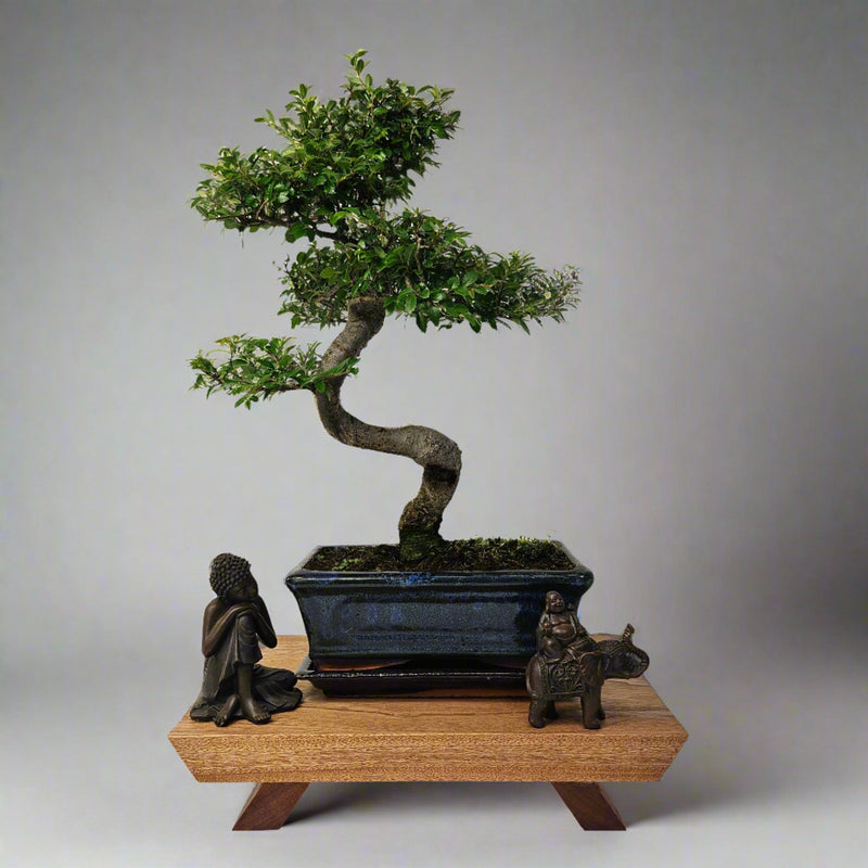 Premium Handcrafted Hardwood Bonsai Stand | Mahogany | Water Resistant | Various Sizes