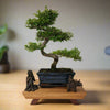 Premium Handcrafted Hardwood Bonsai Stand | Mahogany | Water Resistant | Various Sizes