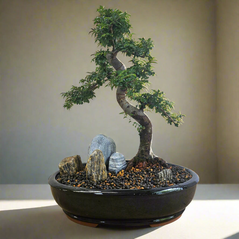 Chinese Elm (Ulmus Parvifolia) Bonsai Tree Landscape | Shaped | In 37cm Pot