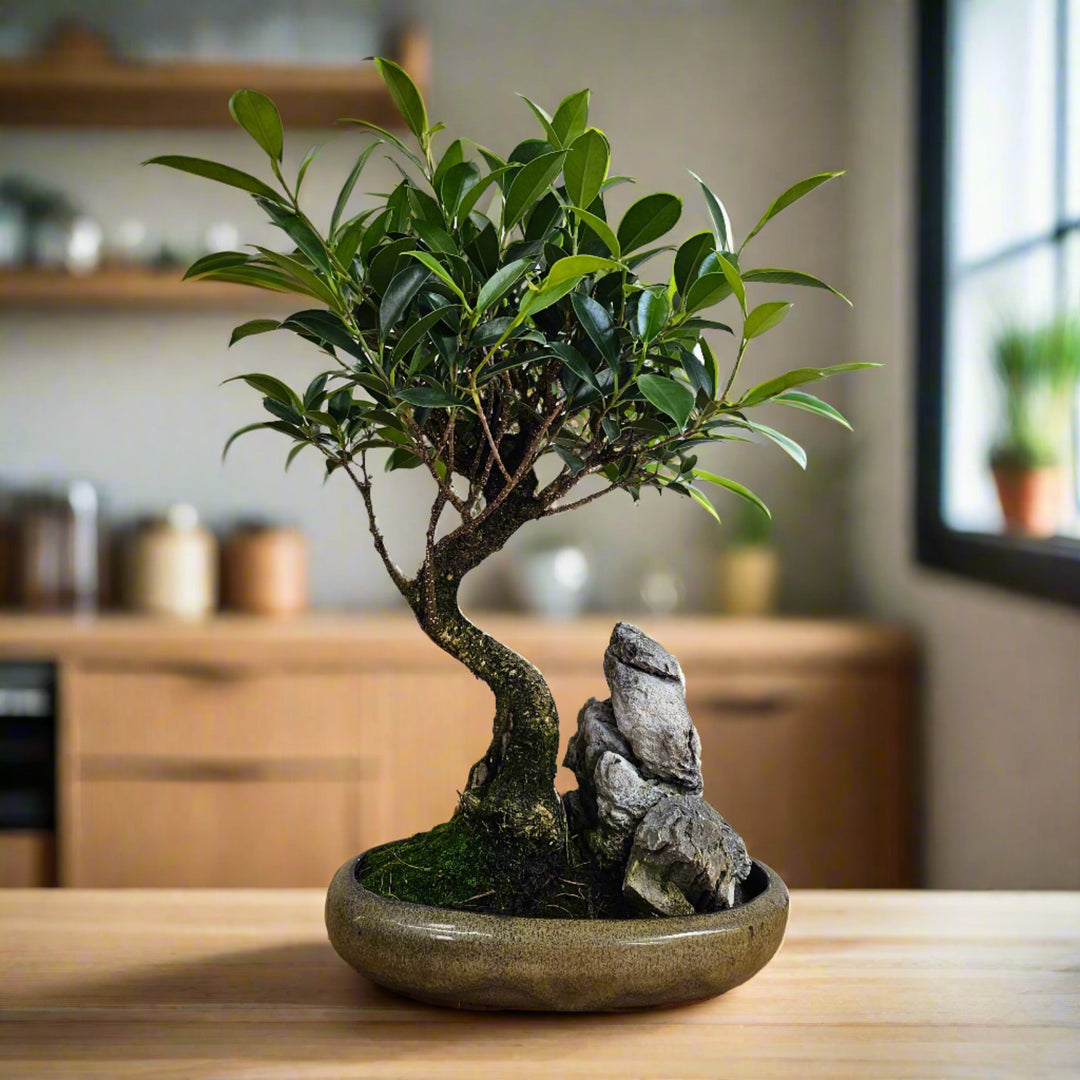 Ficus Retusa newest Bonsai Tree