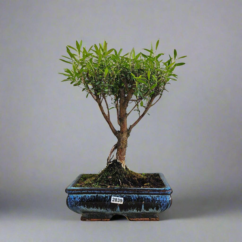 Brush Cherry (Syzygium) Bonsai Tree | Broom | In 20cm Pot