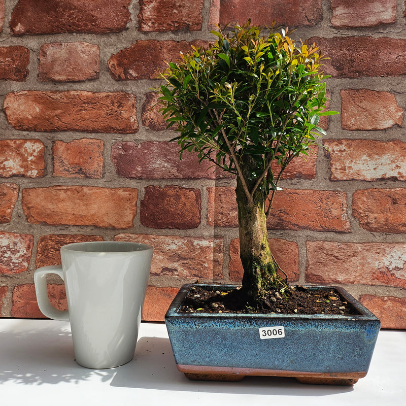 Brush Cherry (Syzygium) Bonsai Tree | Broom | In 20cm Pot