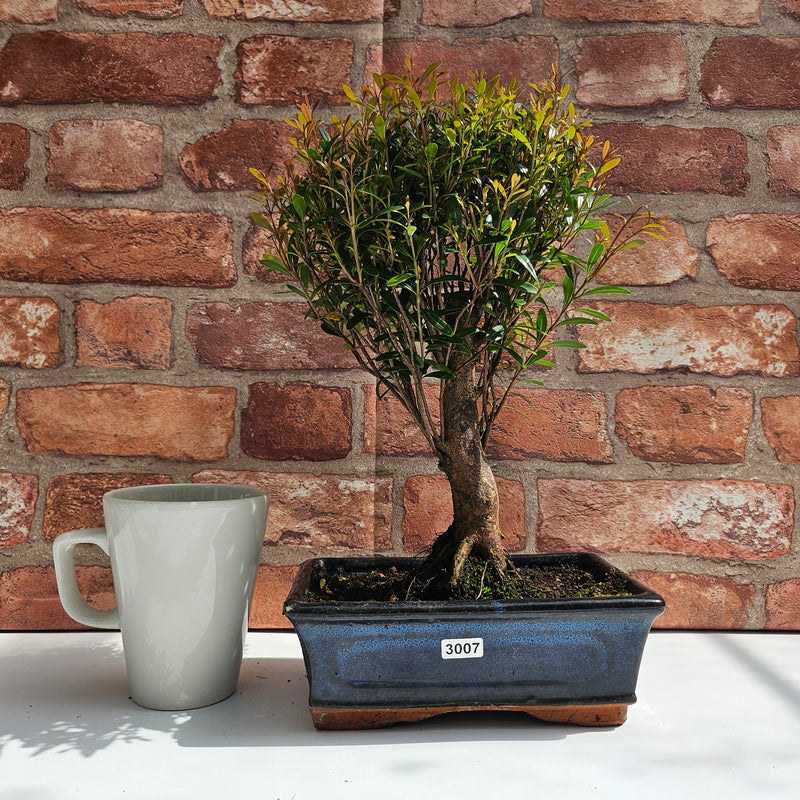 Brush Cherry (Syzygium) Bonsai Tree | Broom | In 20cm Pot