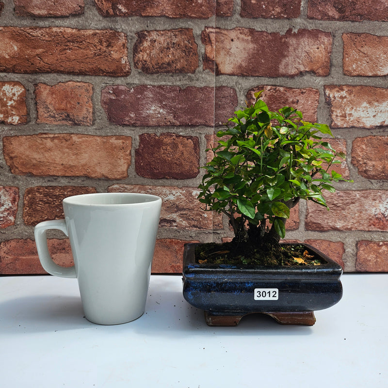 Bird Plum (Sageretia) Bonsai Tree | Broom | In 15cm Pot