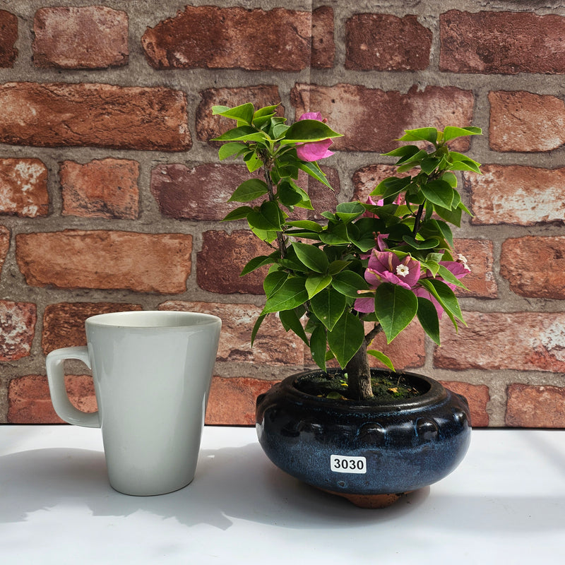 Bougainvillea Bonsai Tree | Broom | In 15cm Pot