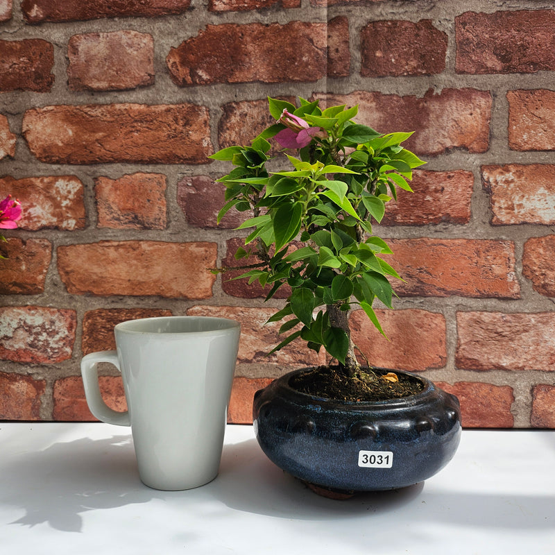 Bougainvillea Bonsai Tree | Broom | In 15cm Pot