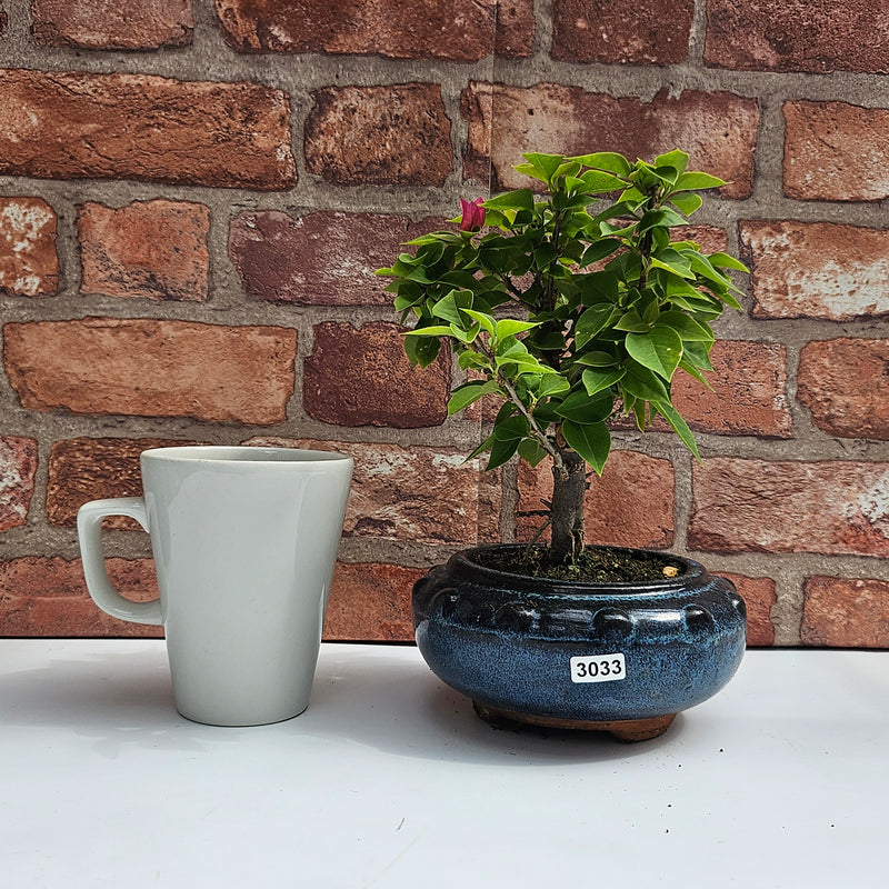 Bougainvillea Bonsai Tree | Broom | In 15cm Pot