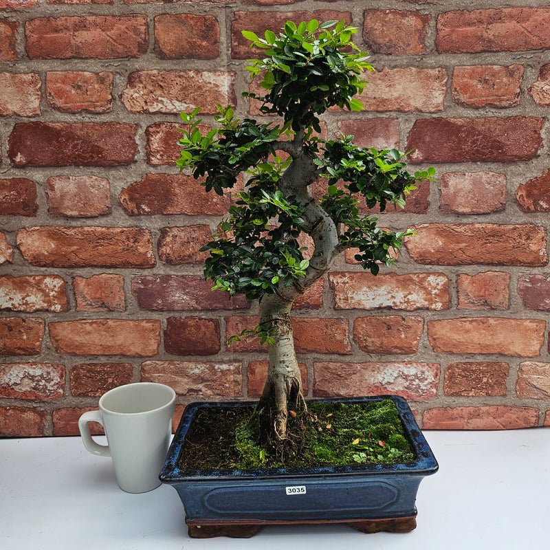 Chinese Elm (Ulmus Parvifolia) Bonsai Tree | Shaped | In 30cm Pot