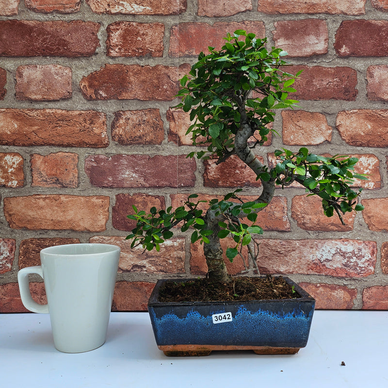 Chinese Elm (Ulmus Parvifolia) Bonsai Tree | Shaped | In 20cm Pot