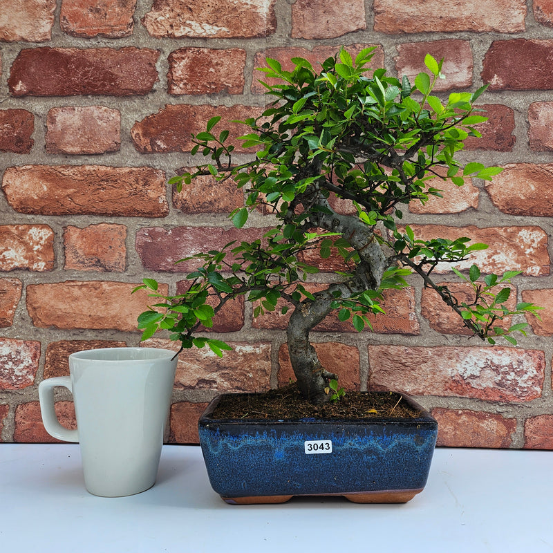 Chinese Elm (Ulmus Parvifolia) Bonsai Tree | Shaped | In 20cm Pot