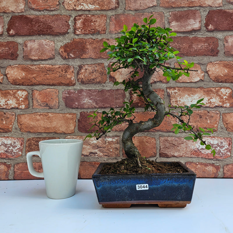 Chinese Elm (Ulmus Parvifolia) Bonsai Tree | Shaped | In 20cm Pot