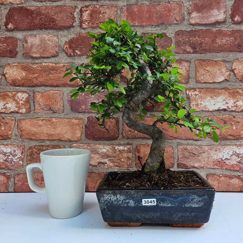 Chinese Elm (Ulmus Parvifolia) Bonsai Tree | Shaped | In 20cm Pot