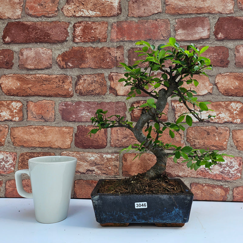 Chinese Elm (Ulmus Parvifolia) Bonsai Tree | Shaped | In 20cm Pot