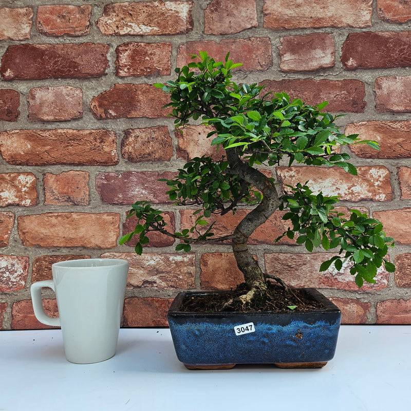 Chinese Elm (Ulmus Parvifolia) Bonsai Tree | Shaped | In 20cm Pot