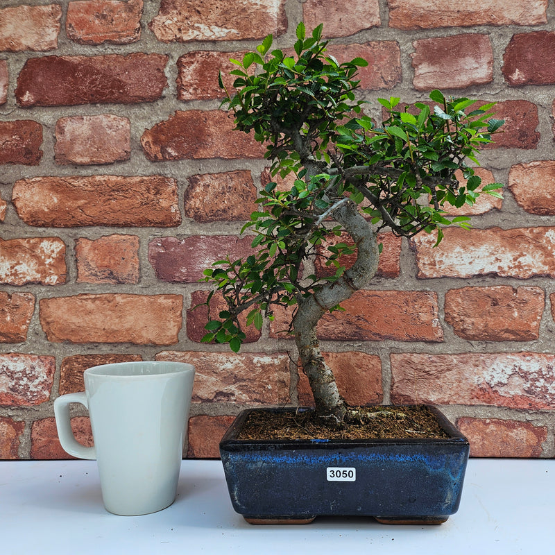 Chinese Elm (Ulmus Parvifolia) Bonsai Tree | Shaped | In 20cm Pot