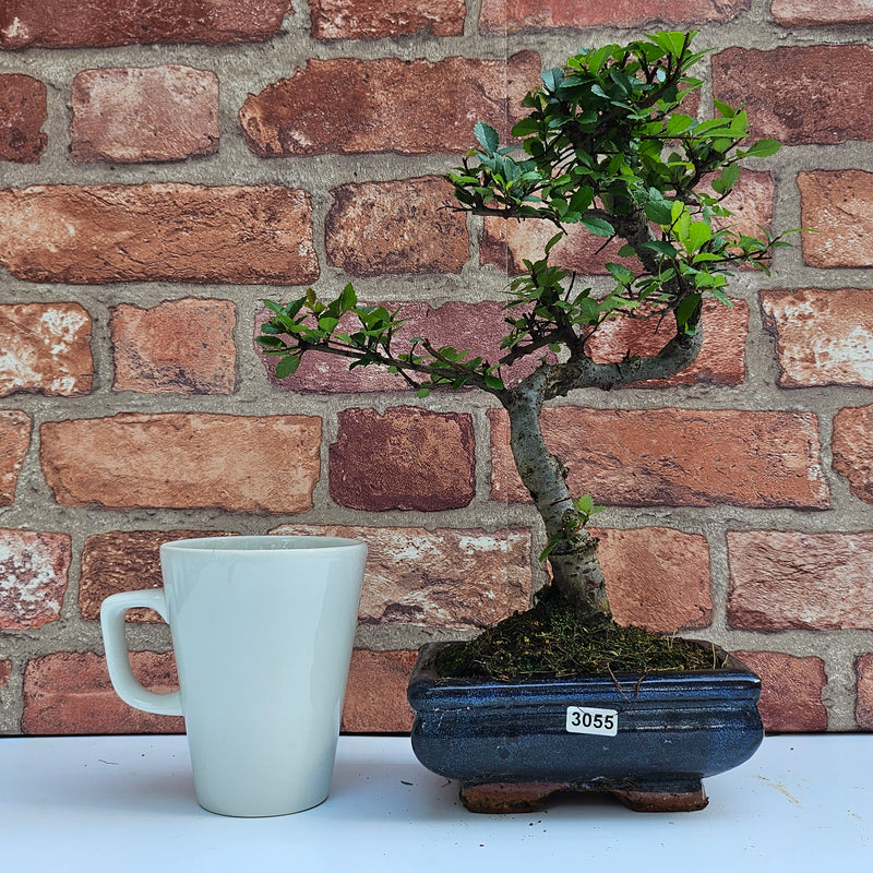 Chinese Elm (Ulmus Parvifolia) Bonsai Tree | Shaped | In 15cm Pot