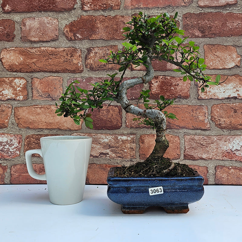 Chinese Elm (Ulmus Parvifolia) Bonsai Tree | Shaped | In 15cm Pot