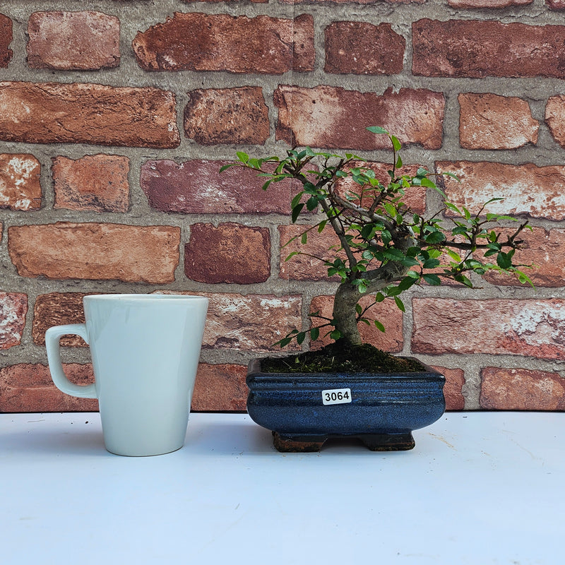 Chinese Elm (Ulmus Parvifolia) Bonsai Tree | Shaped | In 15cm Pot