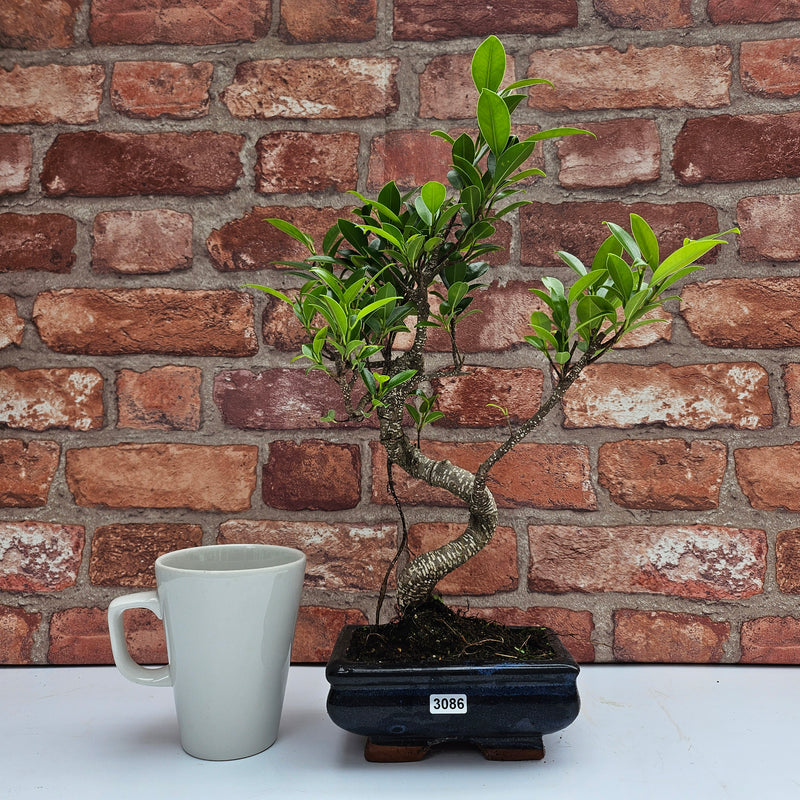 Ficus Microcarpa (Banyan Fig) Indoor Bonsai Tree | Shaped | In 15cm Pot