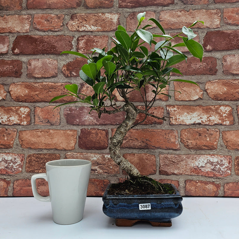 Ficus Microcarpa (Banyan Fig) Indoor Bonsai Tree | Shaped | In 15cm Pot