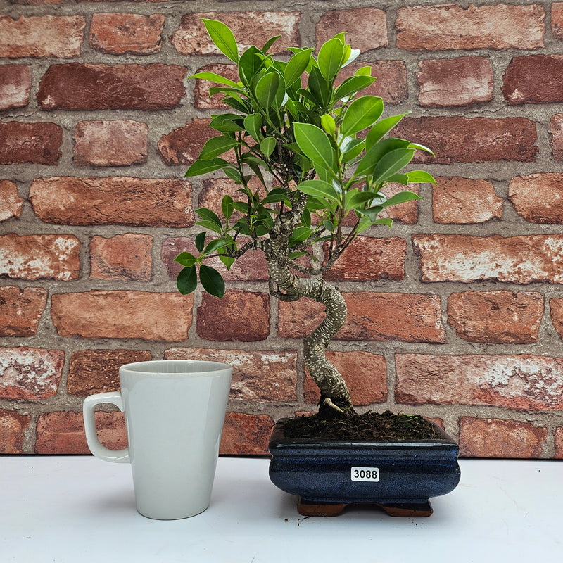 Ficus Microcarpa (Banyan Fig) Indoor Bonsai Tree | Shaped | In 15cm Pot