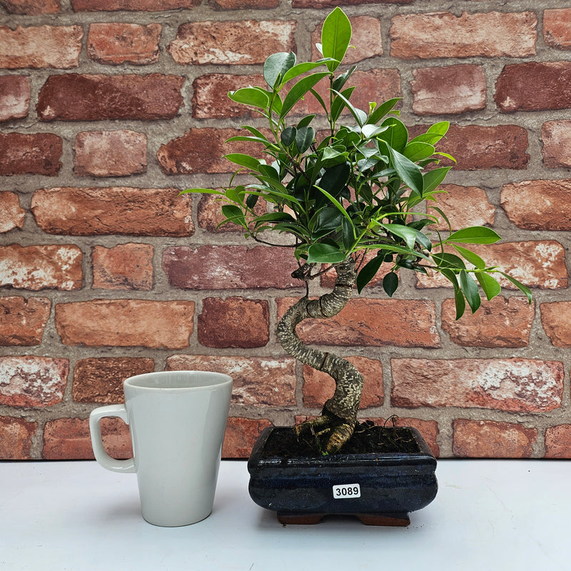 Ficus Microcarpa (Banyan Fig) Indoor Bonsai Tree | Shaped | In 15cm Pot