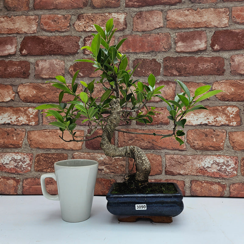 Ficus Microcarpa (Banyan Fig) Indoor Bonsai Tree | Shaped | In 15cm Pot