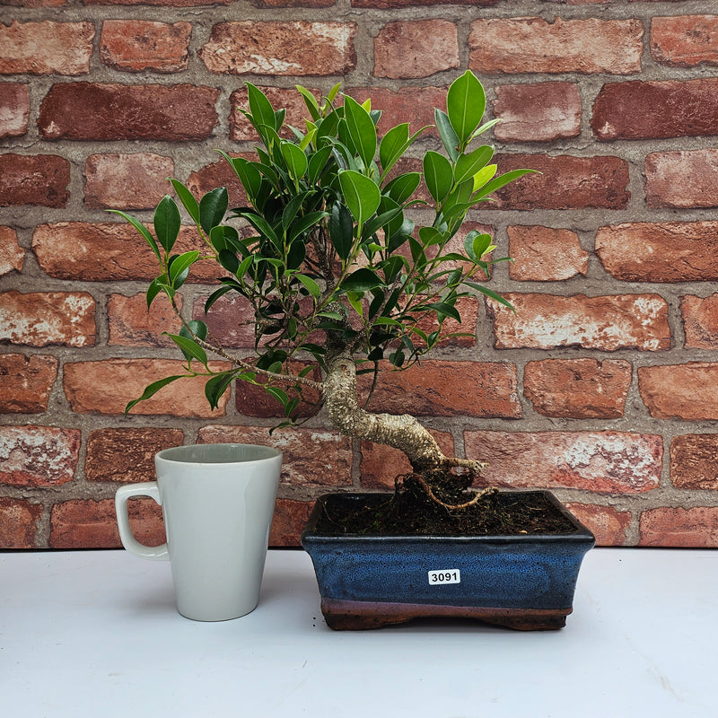 Ficus Microcarpa (Banyan Fig) Indoor Bonsai Tree | Shaped | In 20cm Pot