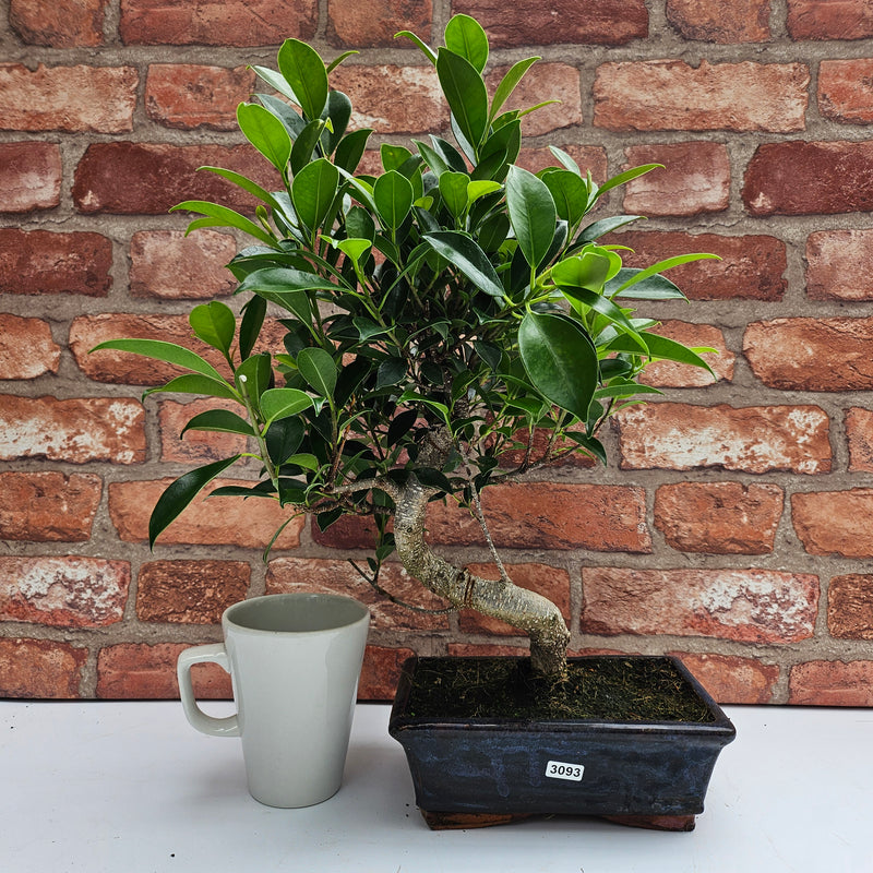 Ficus Microcarpa (Banyan Fig) Indoor Bonsai Tree | Shaped | In 20cm Pot