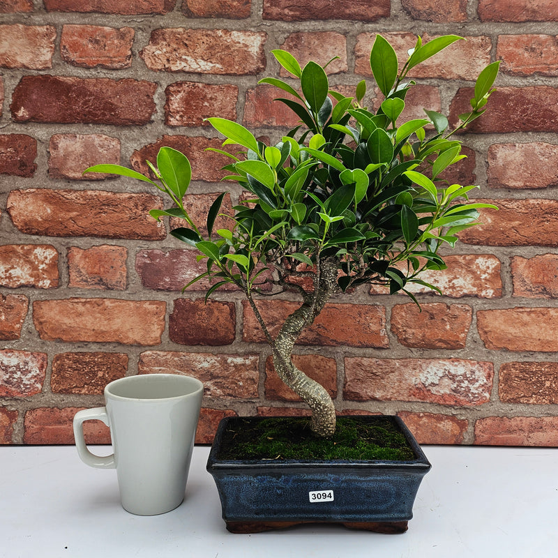 Ficus Microcarpa (Banyan Fig) Indoor Bonsai Tree | Shaped | In 20cm Pot