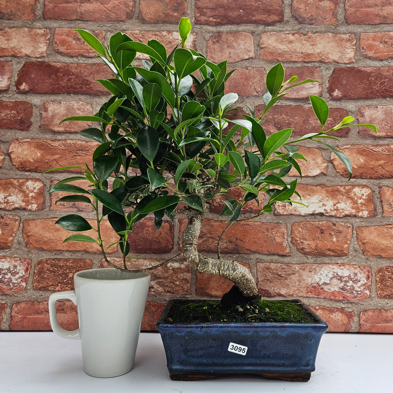 Ficus Microcarpa (Banyan Fig) Indoor Bonsai Tree | Shaped | In 20cm Pot