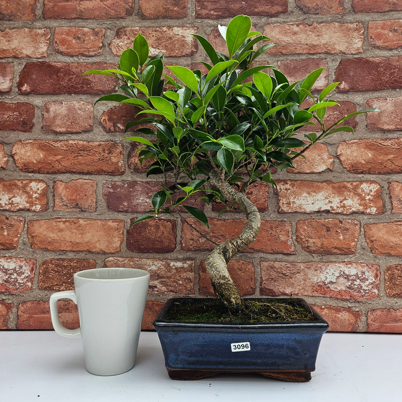 Ficus Microcarpa (Banyan Fig) Indoor Bonsai Tree | Shaped | In 20cm Pot