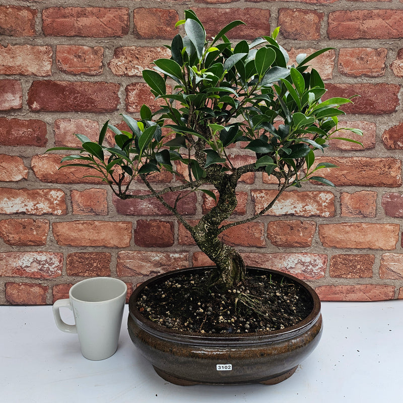 Ficus Microcarpa (Banyan Fig) Large Indoor Bonsai Tree | Shaped | In 32cm Yixing Pot