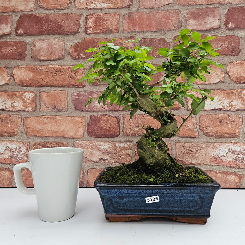 Chinese Privet (Ligustrum Sinense) Bonsai Tree | Shaped | In 20cm Pot