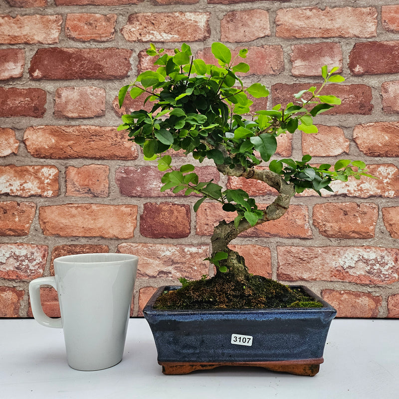 Chinese Privet (Ligustrum Sinense) Bonsai Tree | Shaped | In 20cm Pot