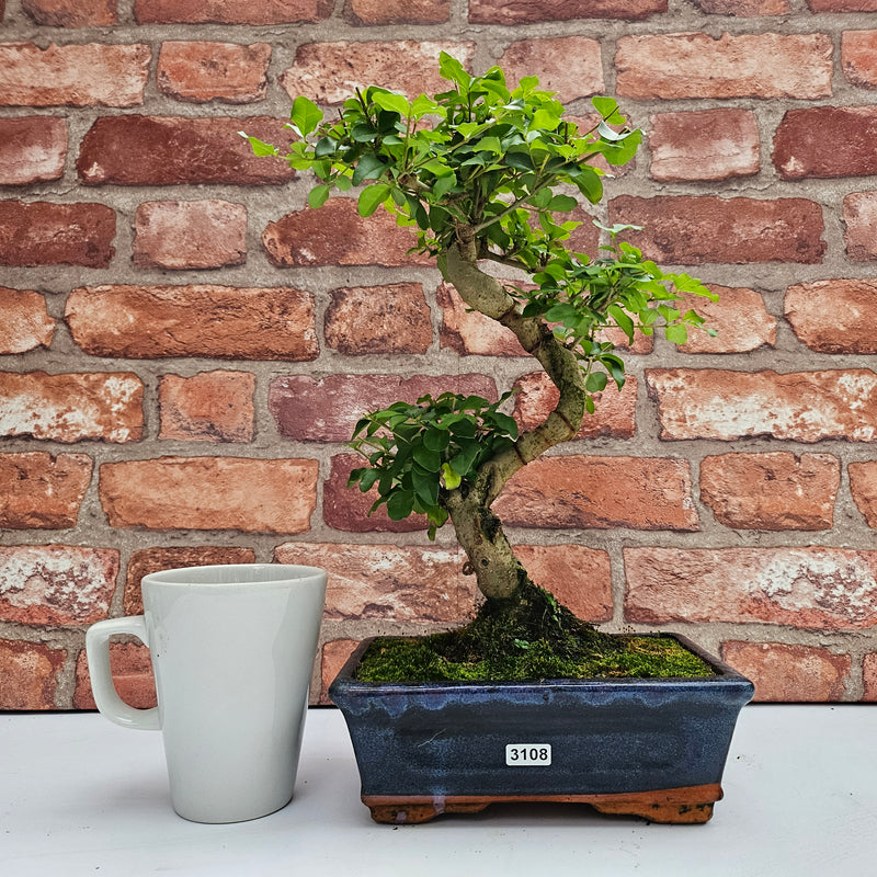 Chinese Privet (Ligustrum Sinense) Bonsai Tree | Shaped | In 20cm Pot