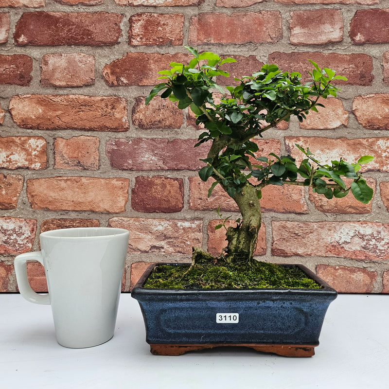 Chinese Privet (Ligustrum Sinense) Bonsai Tree | Shaped | In 20cm Pot