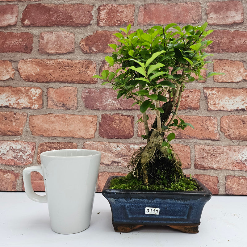 Chinese Privet (Ligustrum Sinense) Bonsai Tree | Broom | In 15cm Pot